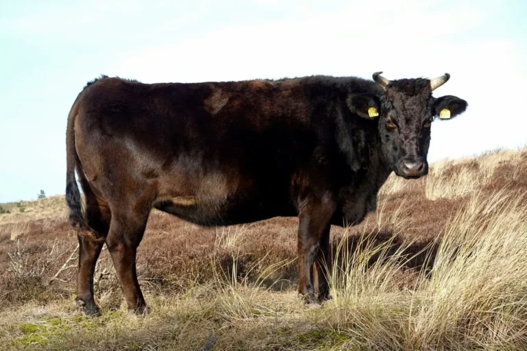 qu-est-ce-qu-une-viande-wagyu