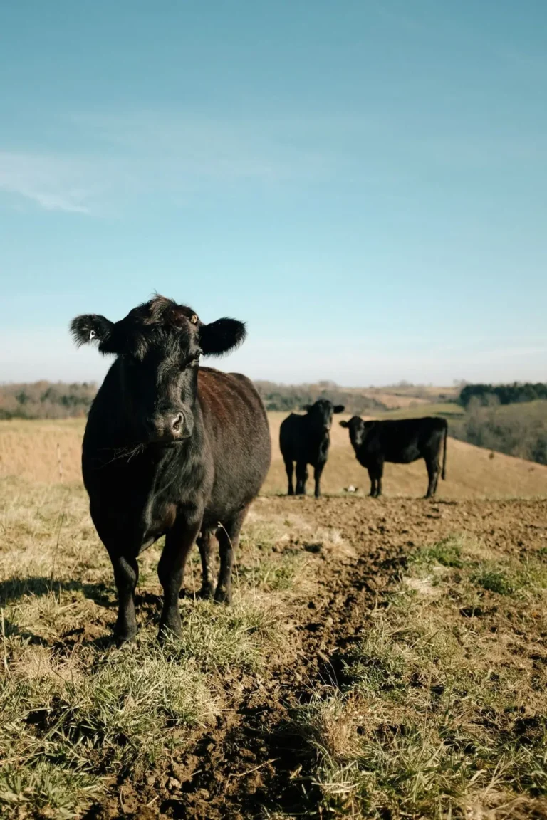 tout-savoir-sur-le-bœuf-angus