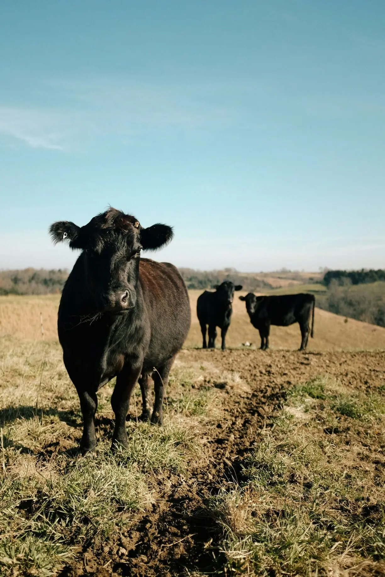 tout-savoir-sur-le-bœuf-angus